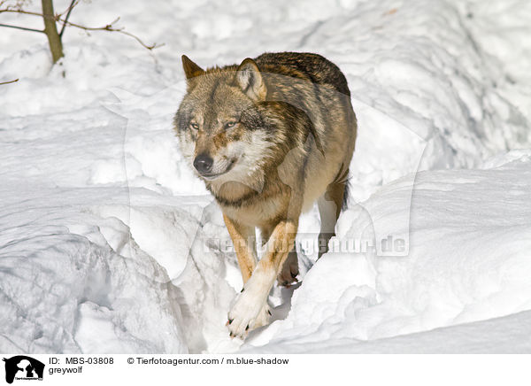 Grauwolf / greywolf / MBS-03808