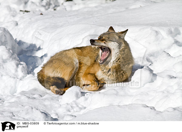 Grauwolf / greywolf / MBS-03809