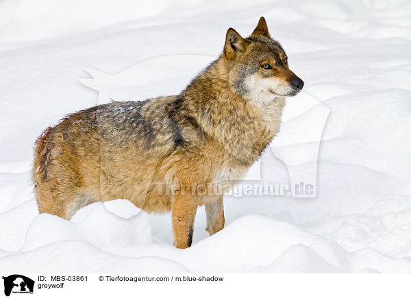 Grauwolf / greywolf / MBS-03861