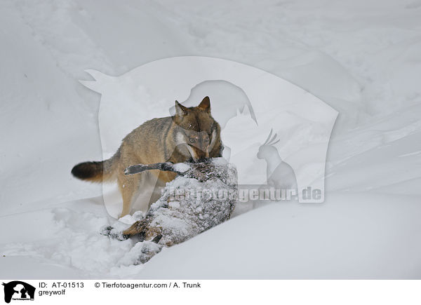 Grauwolf / greywolf / AT-01513