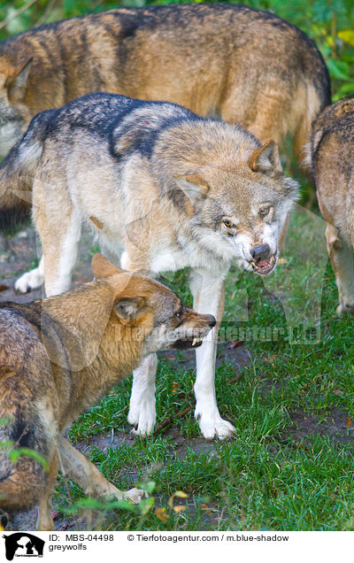 greywolfs / MBS-04498