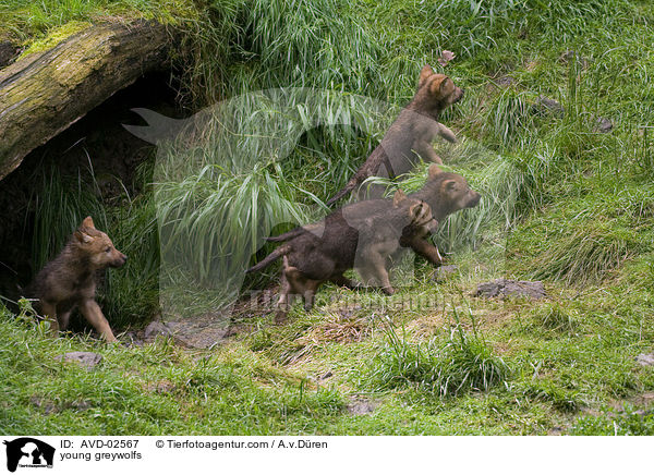 young greywolfs / AVD-02567
