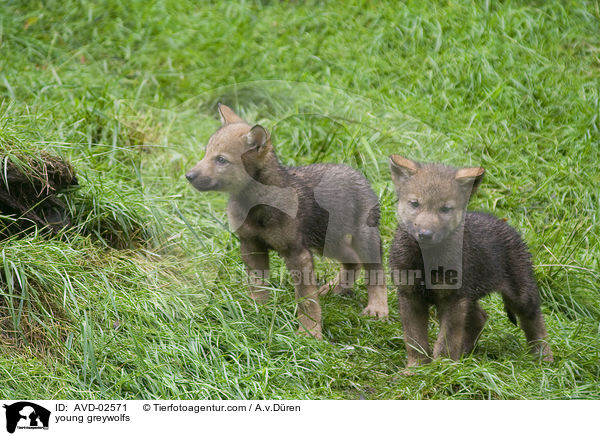 junge Grauwlfe / young greywolfs / AVD-02571