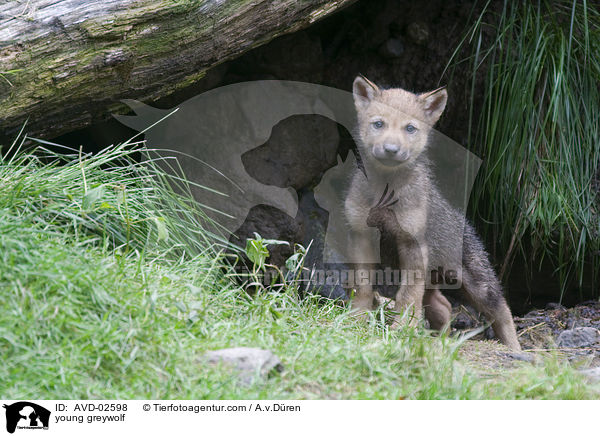 young greywolf / AVD-02598