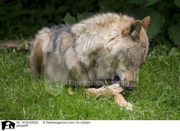 Grauwolf / greywolf / AVD-02622