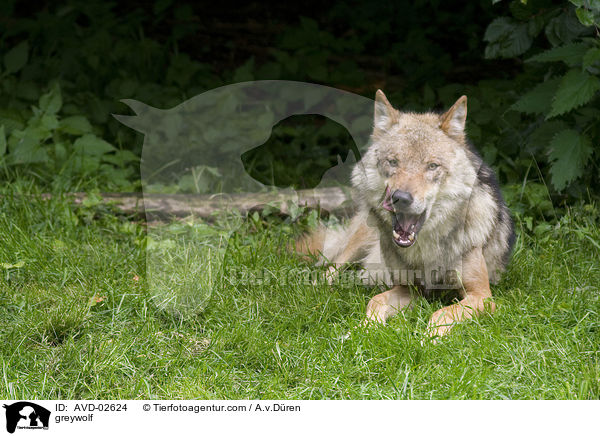 Grauwolf / greywolf / AVD-02624