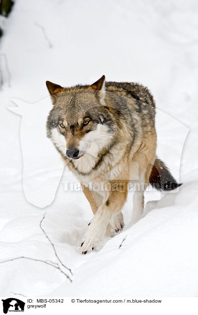 greywolf / MBS-05342