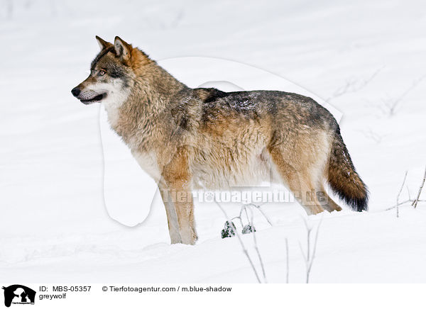 greywolf / MBS-05357