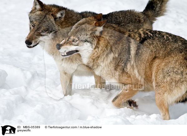 Grauwlfe / greywolfs / MBS-05389