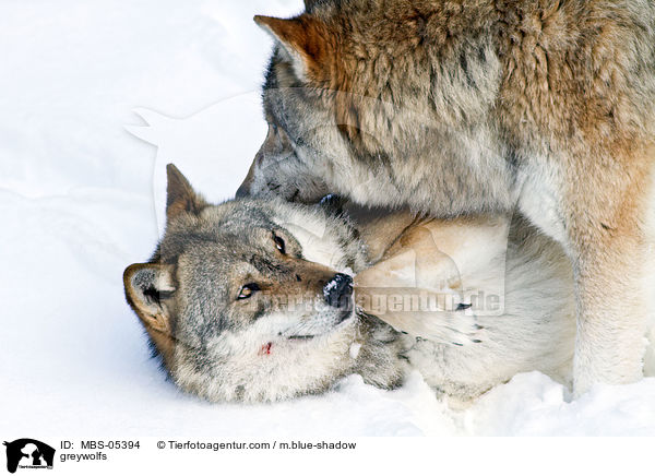 Grauwlfe / greywolfs / MBS-05394