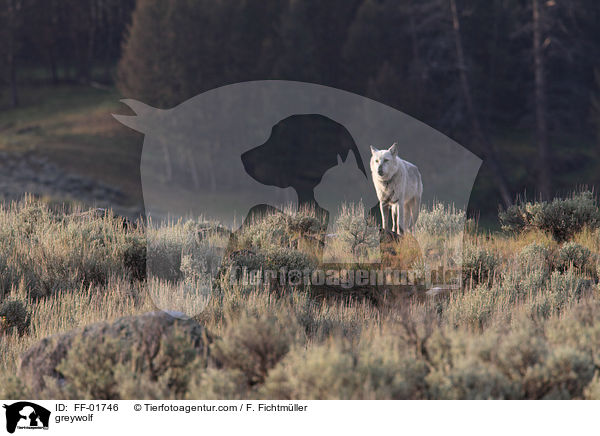 Grauwolf / greywolf / FF-01746