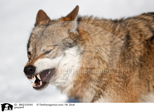 Grauwolf / greywolf / MAZ-03545