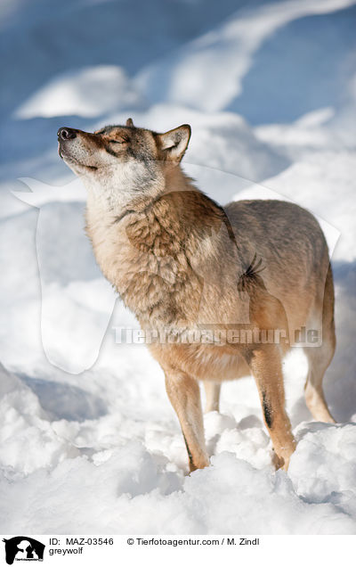 Grauwolf / greywolf / MAZ-03546