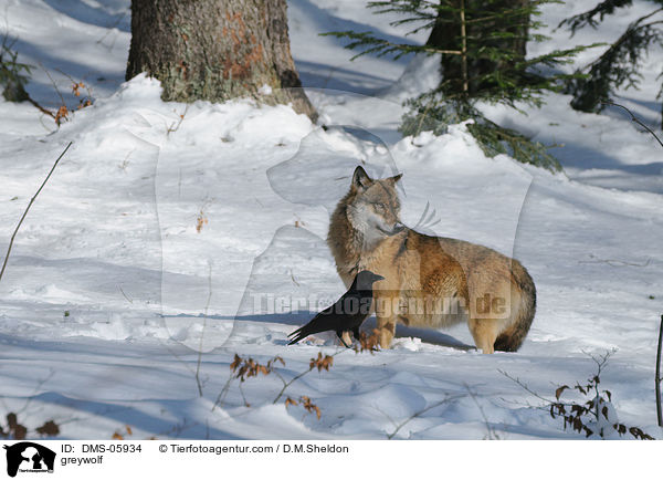 greywolf / DMS-05934