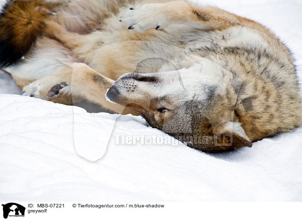 Grauwolf / greywolf / MBS-07221