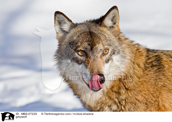 Grauwolf / greywolf / MBS-07229
