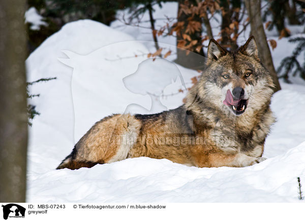 Grauwolf / greywolf / MBS-07243