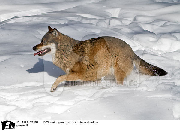 Grauwolf / greywolf / MBS-07258