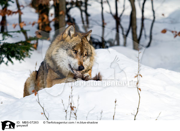 Grauwolf / greywolf / MBS-07263