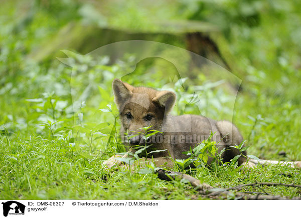 Grauwolf / greywolf / DMS-06307