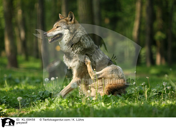 Grauwolf / greywolf / KL-09458