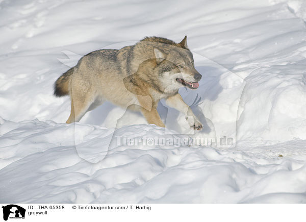 greywolf / THA-05358