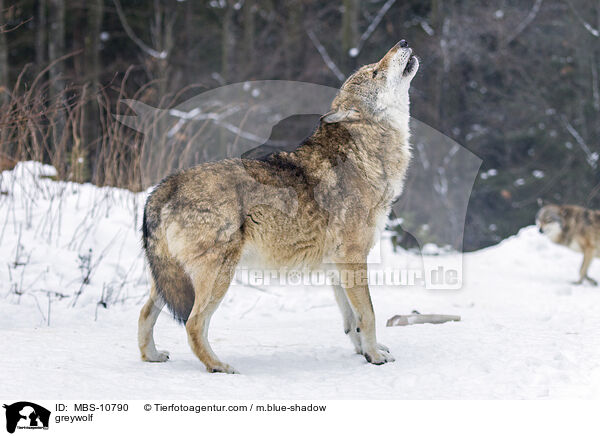 Grauwolf / greywolf / MBS-10790