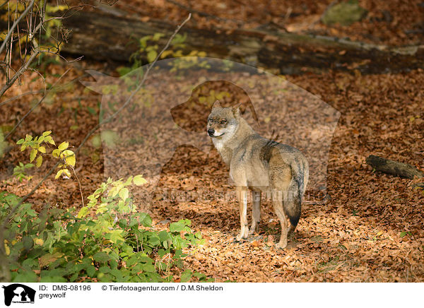 greywolf / DMS-08196