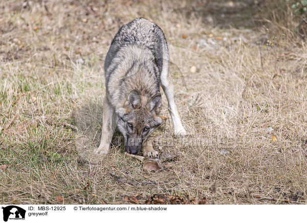 Grauwolf / greywolf / MBS-12925