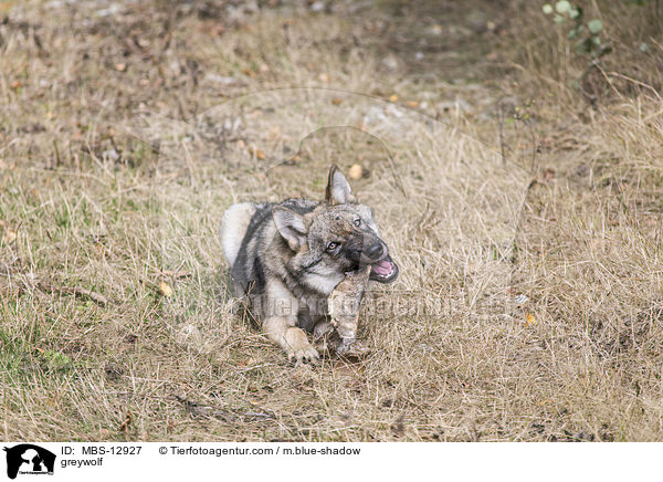 Grauwolf / greywolf / MBS-12927