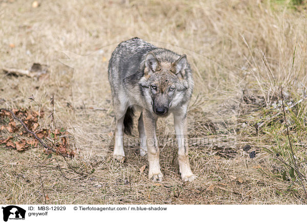 Grauwolf / greywolf / MBS-12929