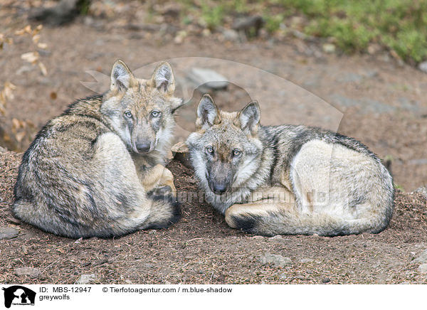 Grauwlfe / greywolfs / MBS-12947