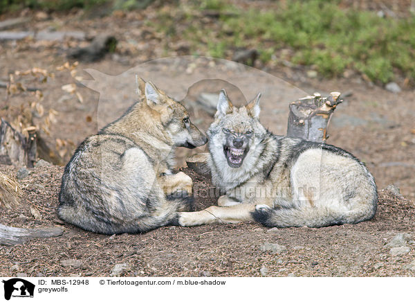 Grauw�lfe / greywolfs / MBS-12948