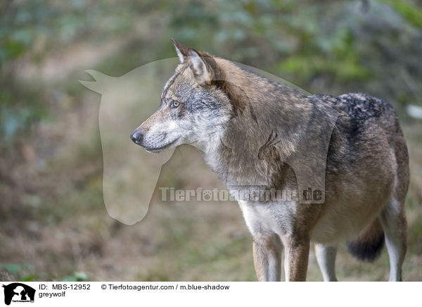 Grauwolf / greywolf / MBS-12952