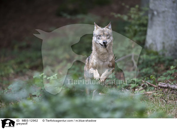 Grauwolf / greywolf / MBS-12962