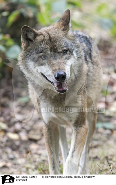 Grauwolf / greywolf / MBS-12984