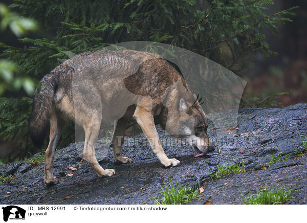 Grauwolf / greywolf / MBS-12991