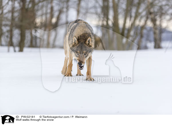 Wolf luft durch den Schnee / Wolf walks through the snow / PW-02181