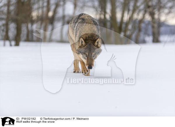 Wolf luft durch den Schnee / Wolf walks through the snow / PW-02182