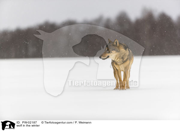 Wolf im Winter / wolf in the winter / PW-02187