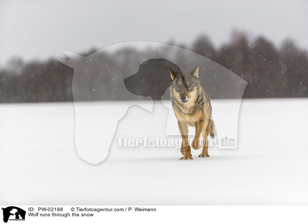 Wolf rennt durch den Schnee / Wolf runs through the snow / PW-02188