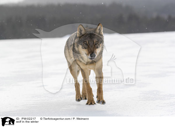 Wolf im Winter / wolf in the winter / PW-02217