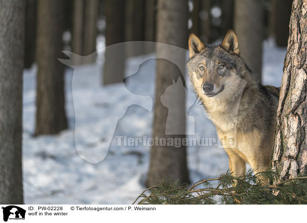 Wolf im Winter / wolf in the winter / PW-02228