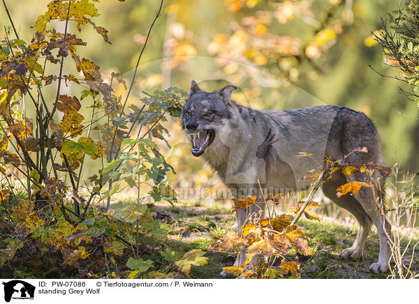 stehender Grauwolf / standing Grey Wolf / PW-07086