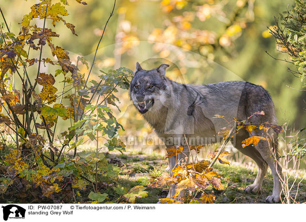 stehender Grauwolf / standing Grey Wolf / PW-07087