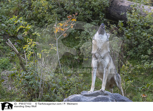 stehender Grauwolf / standing Grey Wolf / PW-07153