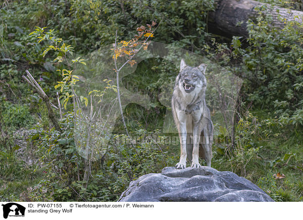stehender Grauwolf / standing Grey Wolf / PW-07155