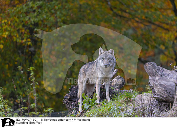stehender Grauwolf / standing Grey Wolf / PW-07159