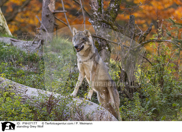 stehender Grauwolf / standing Grey Wolf / PW-07177