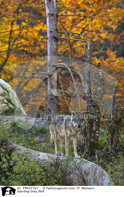 stehender Grauwolf / standing Grey Wolf / PW-07181